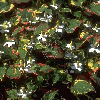Houttuynia cordata 'Chameleon'