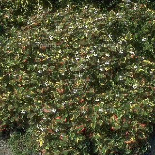 Houttuynia cordata 'Chameleon'
