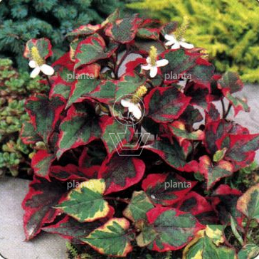 Houttuynia cordata 'Chameleon'