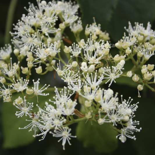 Hydrangea anomala petiolaris