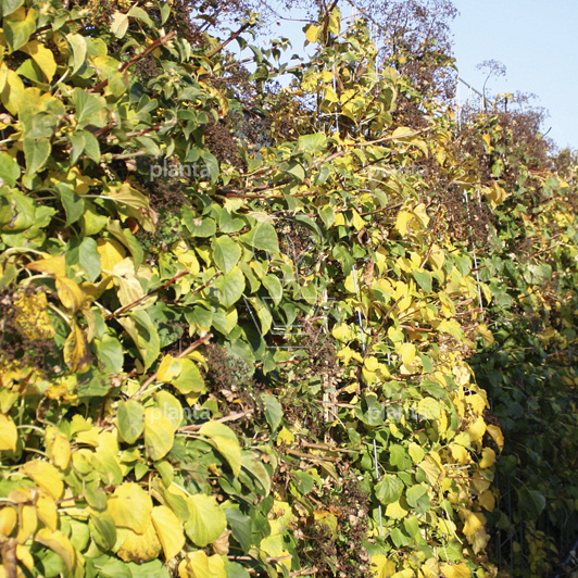 Hydrangea anomala petiolaris