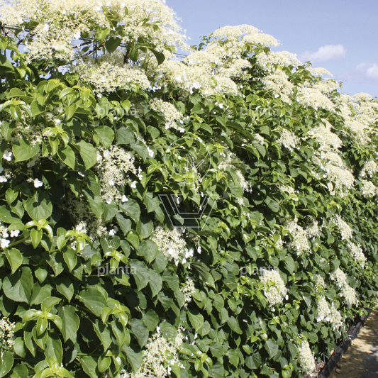 Hydrangea anomala petiolaris