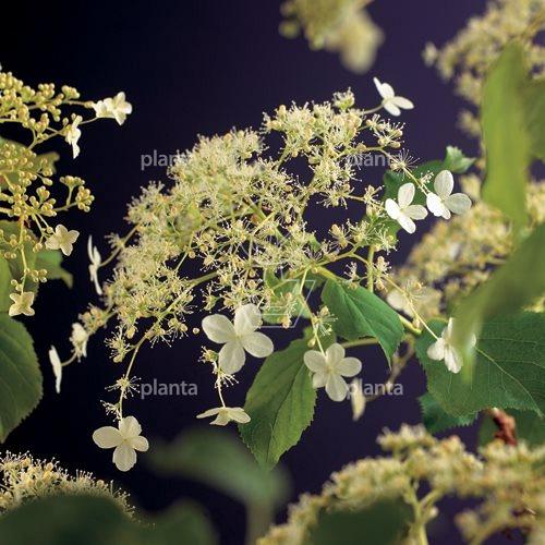 Hydrangea anomala petiolaris
