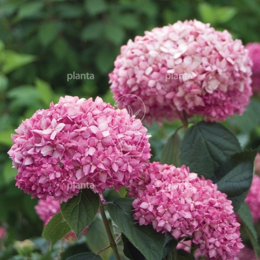 Hydrangea arborescens 'Pink Annabelle'