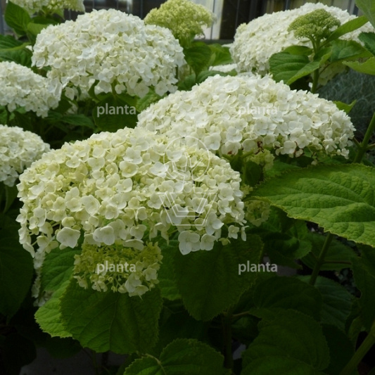 Hydrangea arborescens 'Strong Annabelle'