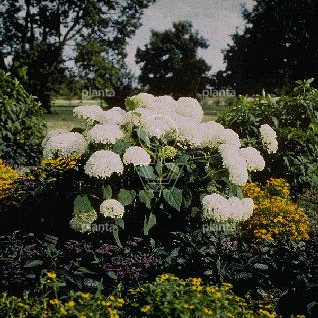 Hydrangea arborescens 'Annabelle'