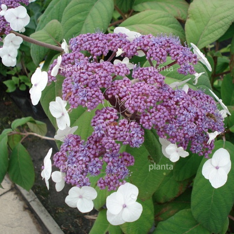 Hydrangea aspera 'Macrophylla'