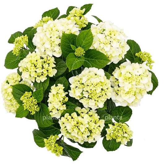 Hydrangea Forever & Ever Wit