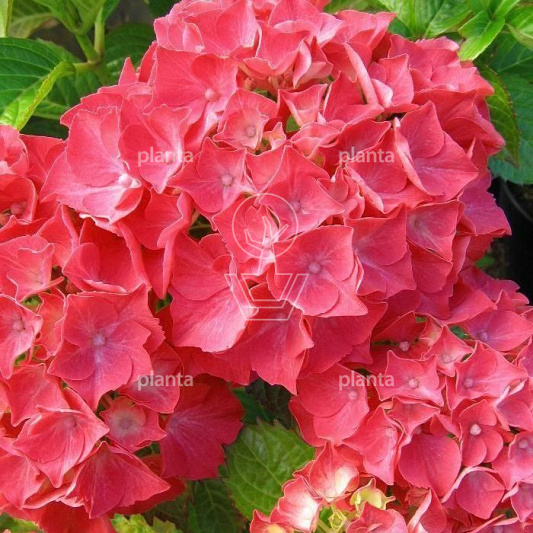 Hydrangea macrophylla 'Alpenglühen'
