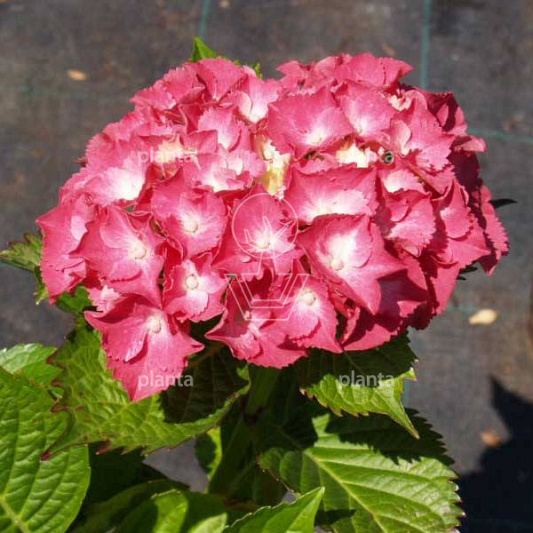 Hydrangea macrophylla 'King George V'