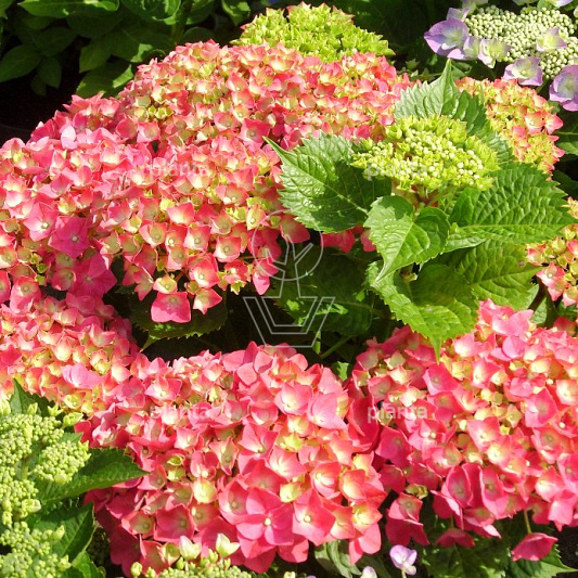 Hydrangea macrophylla 'Leuchtfeuer'