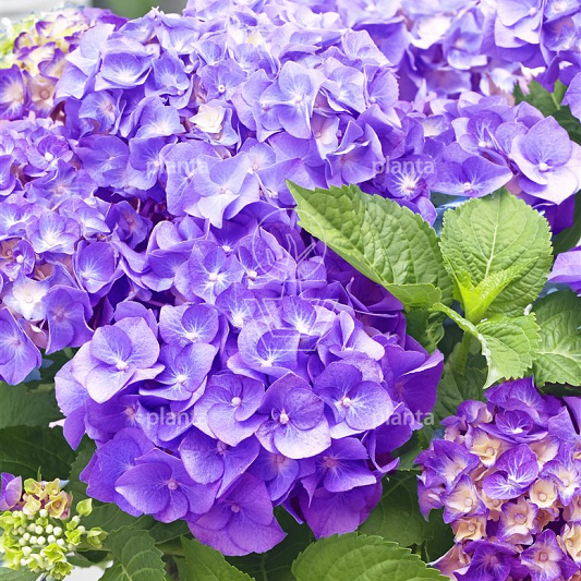 Hydrangea m. 'Little Purple'
