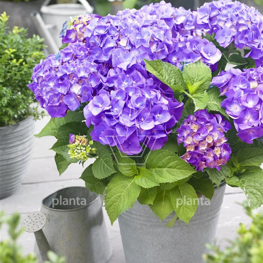 Hydrangea m. 'Little Purple'
