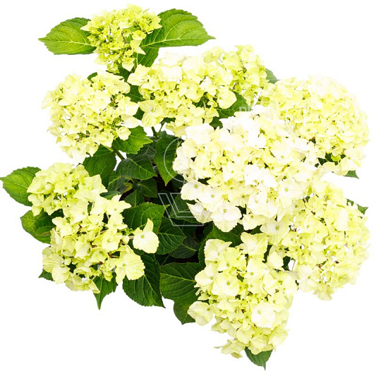 Hydrangea macrophylla 'Magical Noblesse' 