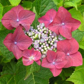 Hydrangea macrophylla 'Rotkehlchen'