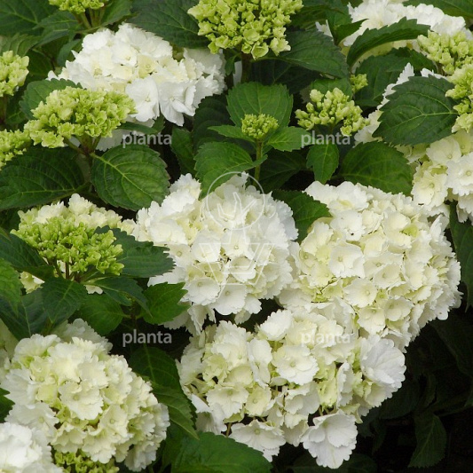 Hydrangea macrophylla 'Snowball'