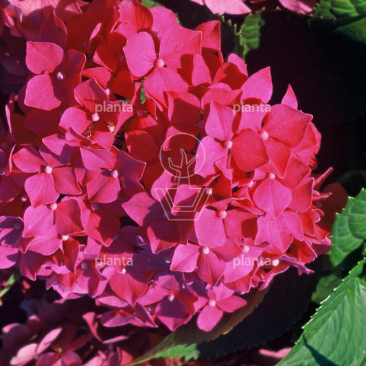 Hydrangea macrophylla 'ROOD'