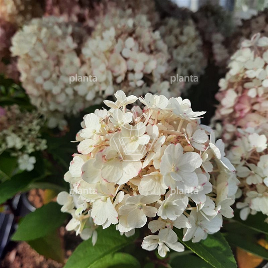 Hydrangea paniculata 'Bobo'