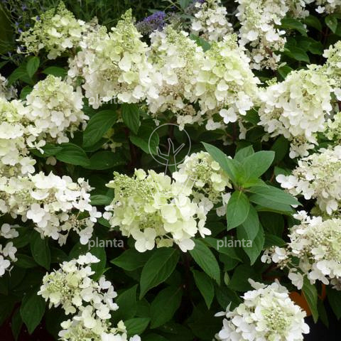 Hydrangea paniculata 'Candlelight'
