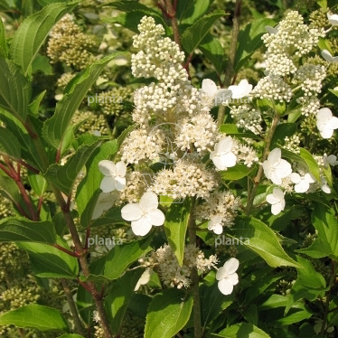 Hydrangea paniculata 'Kyushu'