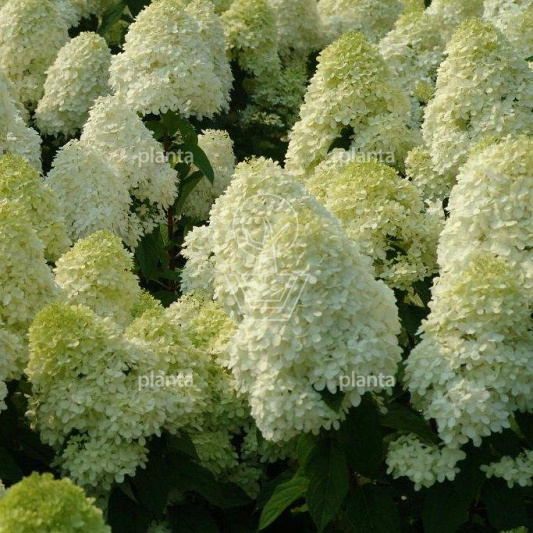 Hydrangea pan. 'Limelight'