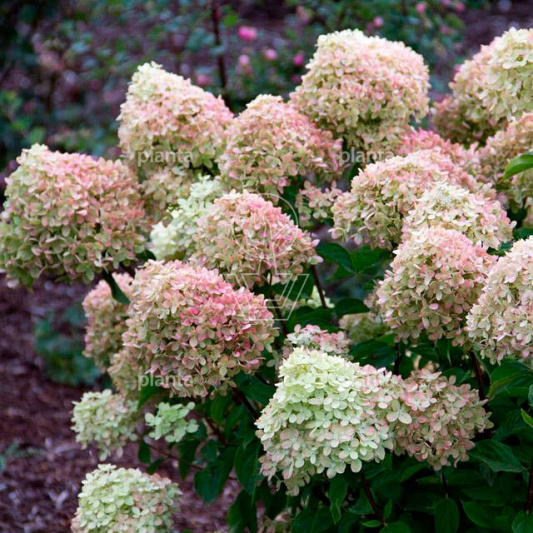 Hydrangea paniculata 'Little Lime'