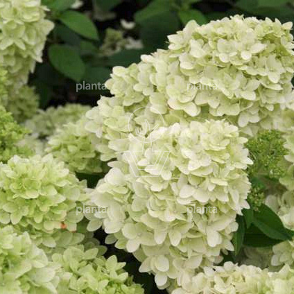 Hydrangea paniculata 'Magical Candle'