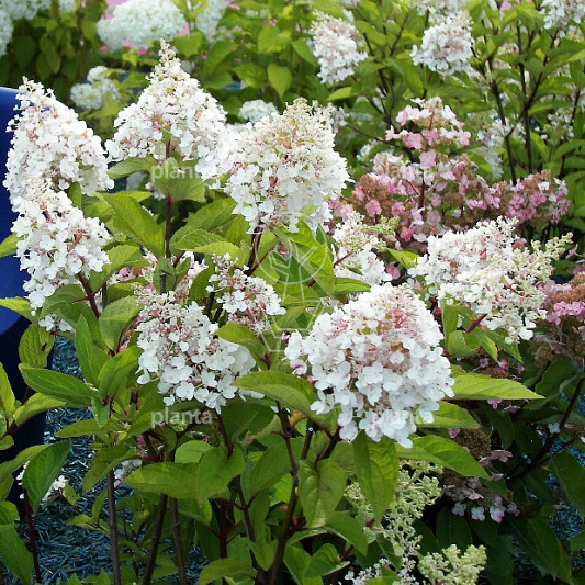 Hydrangea pan. 'Phantom'