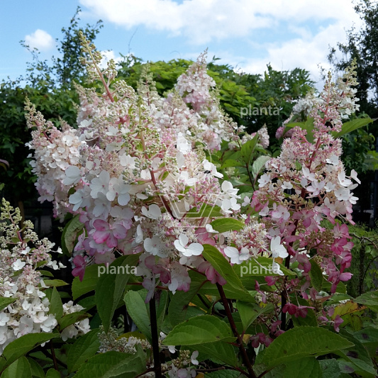 Hydrangea paniculata 'Pinky Winky'