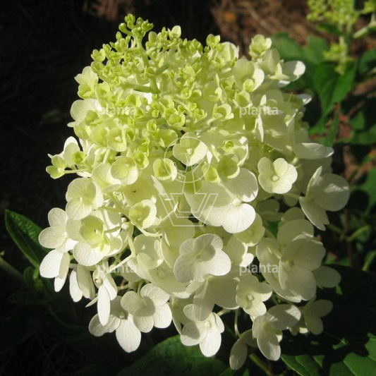 Hydrangea pan. 'Silver Dollar'