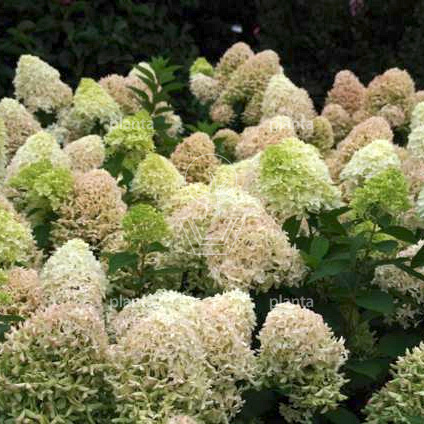 Hydrangea paniculata 'Skyfall'