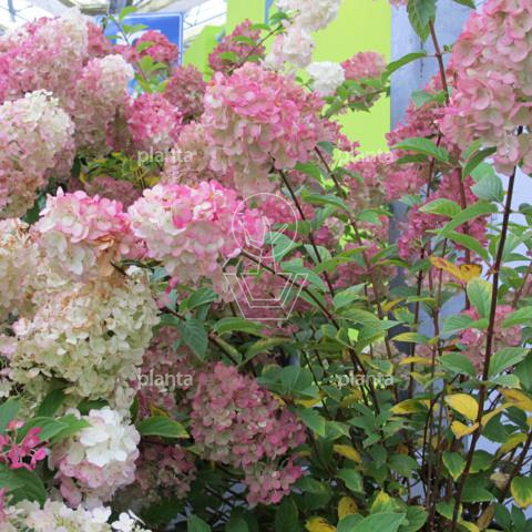 Hydrangea paniculata 'Sundae Fraise' 