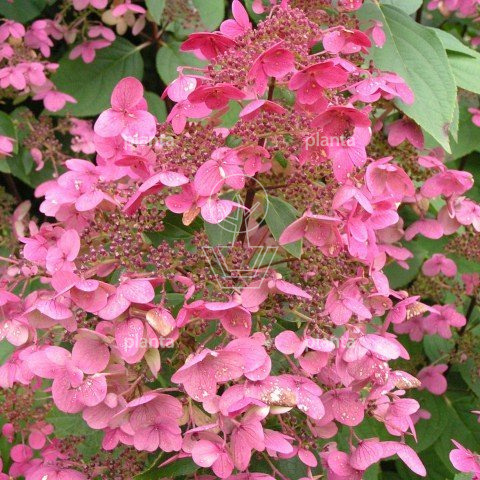 Hydrangea paniculata 'Wims Red'