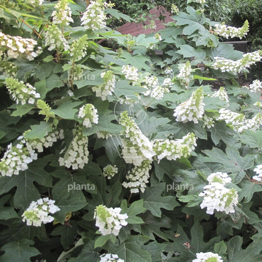 Hydrangea quercifolia 'Snowflake'