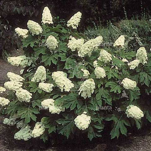 Hydrangea quercifolia
