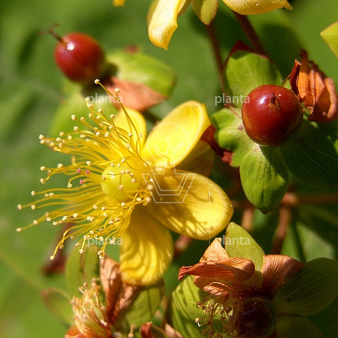 Hypericum 'Hidcote'