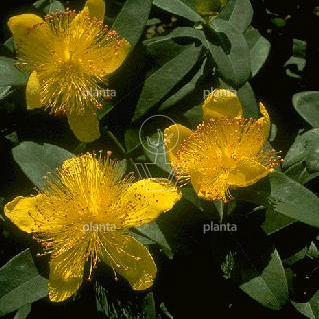 Hypericum calycinum