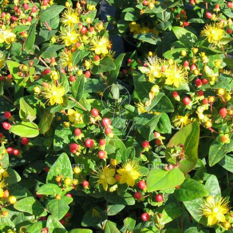 Hypericum inodorum 'Orange Flair'