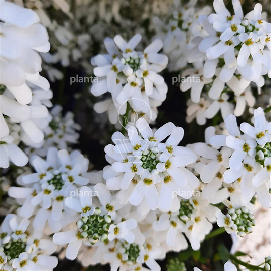 Iberis sempervirens 'Fischbeck'