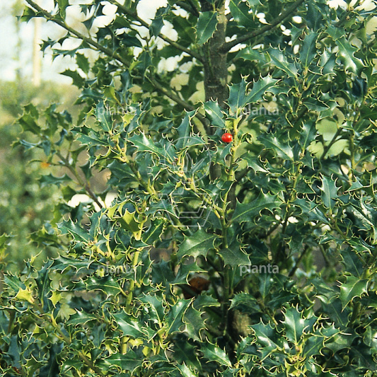 Ilex aquifolium 'Alaska'