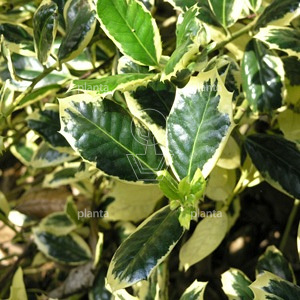 Ilex aquifolium 'Golden van Tol'