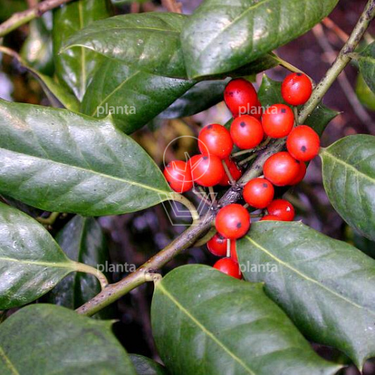 Ilex aquifolium 'Nellie R. Stevens'