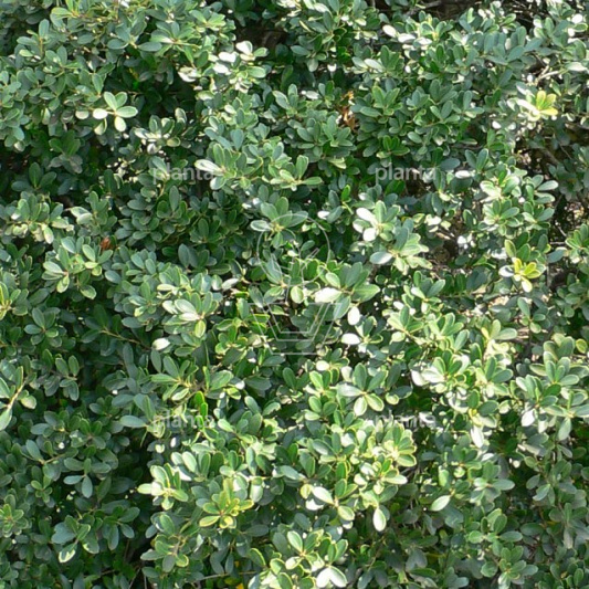 Ilex crenata