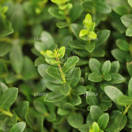Ilex crenata 'Dark Green'