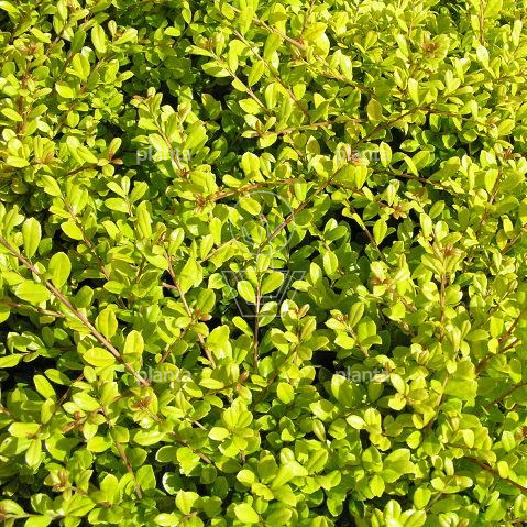 Ilex crenata 'Golden Gem'