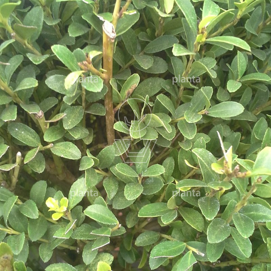 Ilex crenata 'Kimmei'