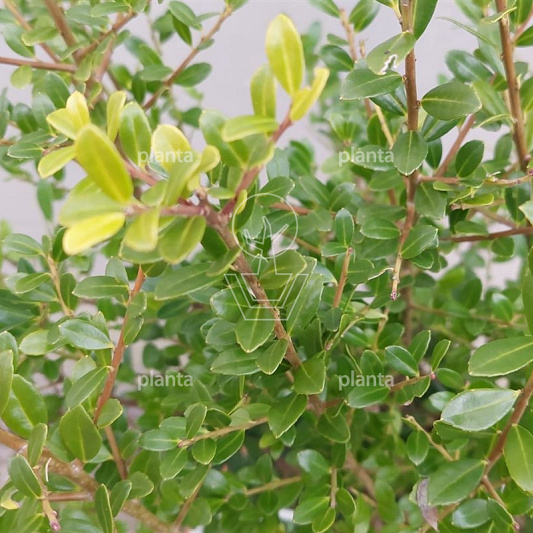 Ilex crenata 'Luxus'