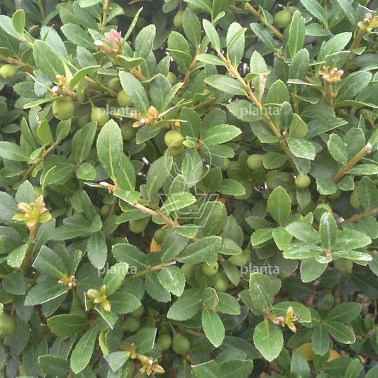 Ilex crenata 'Stokes'