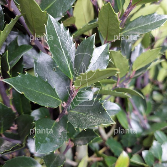 Ilex meserveae 'Heckenblau'