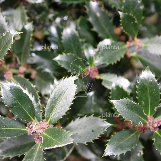 Ilex meserveae 'Heckenpracht'